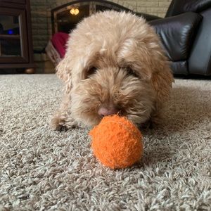 Meet your Posher, Katie